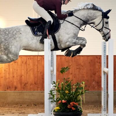 – – – Spring Hest